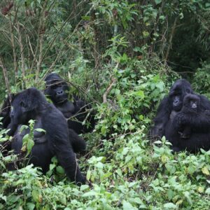 UGANDA: PRZYGODA W SERCU AFRYKI