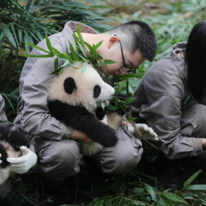 CHINY: ZWIEDZANIE I WOLONTARIAT