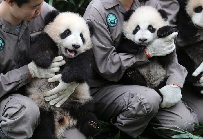 Chinese panda keepers display giant panda cubs born in 2017 during a public event at the YaAn Bifengxia Panda Base of the China Conservation and Research Center for the Giant Panda in Ngawa Tibetan and Qiang Autonomous Prefecture, southwest China's Sichuan province, 13 October 2017.

17 panda cubs made their first public appearance at the Bifengxia Panda Base of the China Conservation and Research Center for the Giant Panda (CCRCGP) on Friday (13 October 2017) in Southwest China's Sichuan Province. 36 panda cubs made their first public appearance at the Shenshuping Panda Base and Bifengxia Panda Base of the China Conservation and Research Center for the Giant Panda (CCRCGP) on Friday in Southwest China's Sichuan Province. A total of 42 panda cubs were born this year as of October 13.