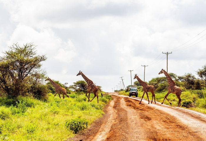 amboseli-4744085_1280