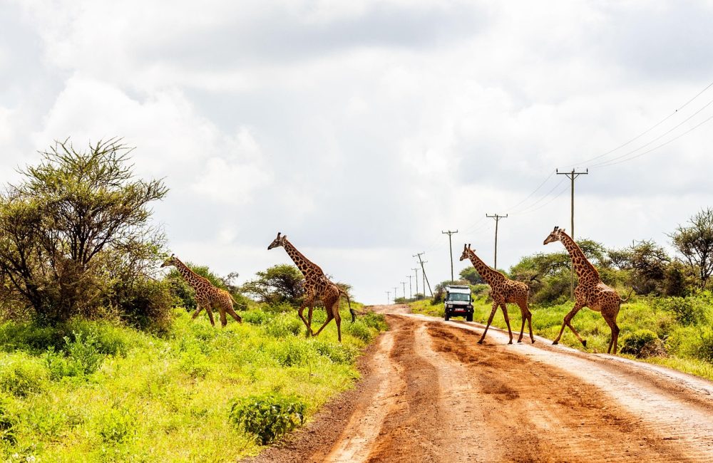 amboseli-4744085_1280