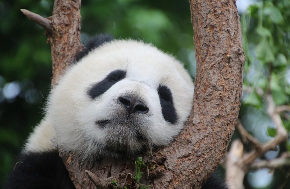 animal-1236875_1280