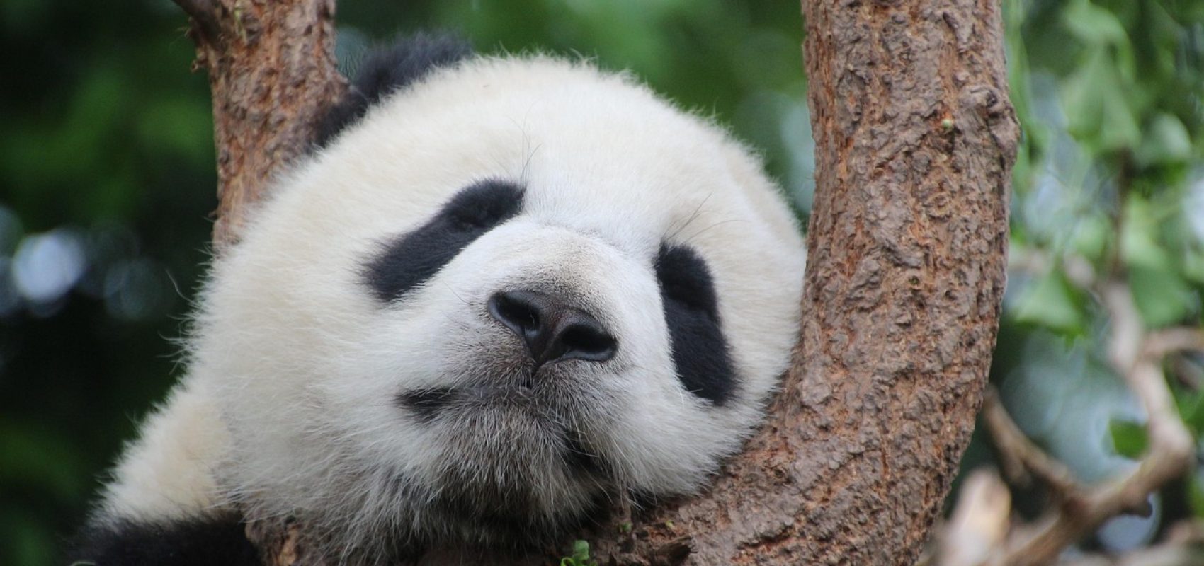 animal-1236875_1280