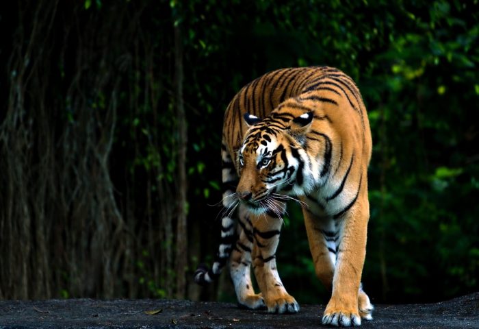 bengal-tiger-8013012_1280