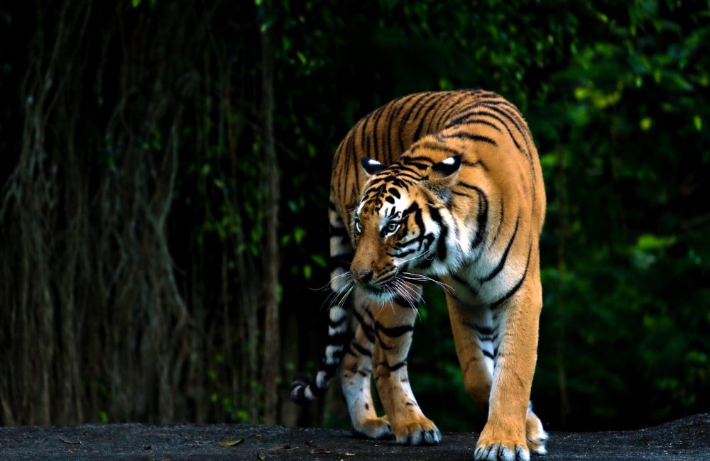 bengal-tiger-8013012_1280