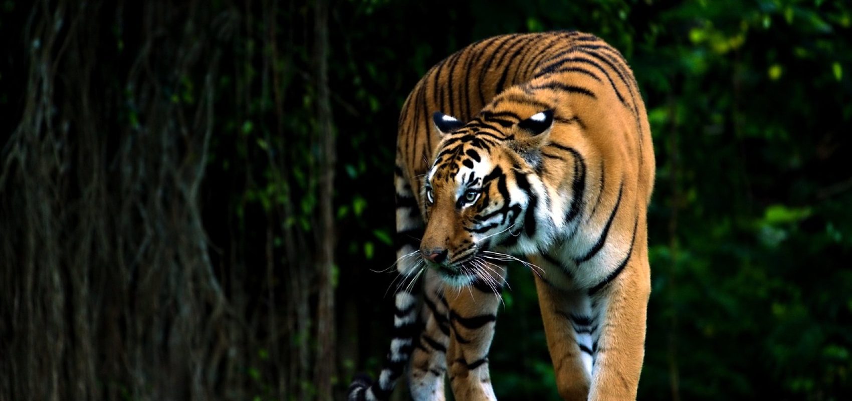 bengal-tiger-8013012_1280