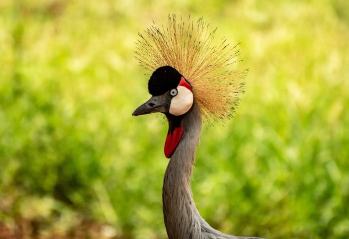 bird-7718653_1280
