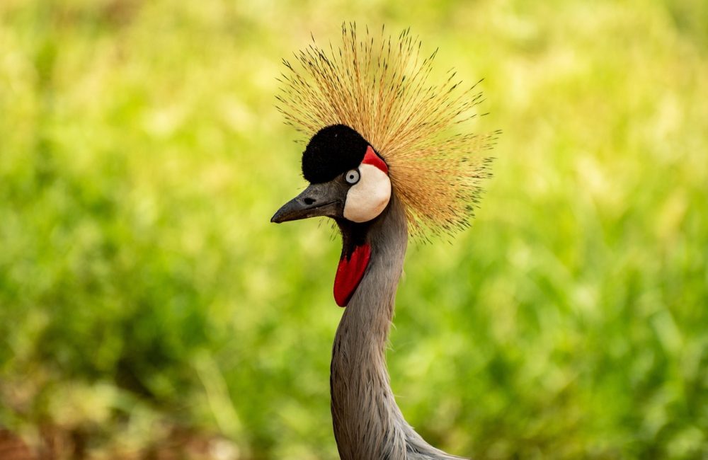 bird-7718653_1280