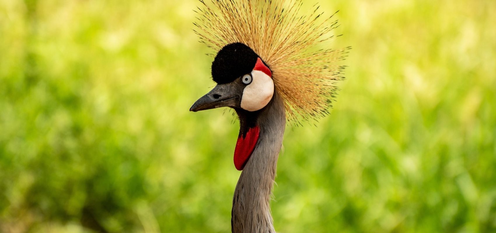bird-7718653_1280
