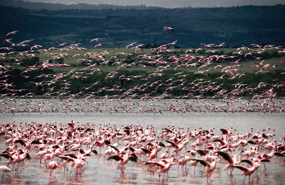 birds-4644652_1280