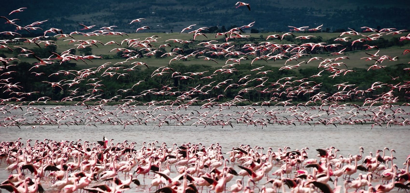 birds-4644652_1280