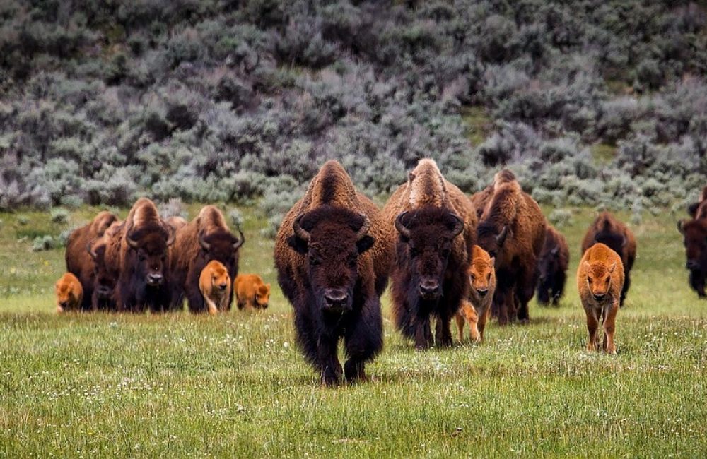 bison-1581895_1280