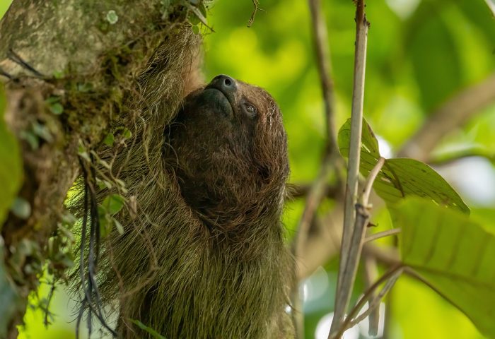 brown-throated-sloth-6859493_1280