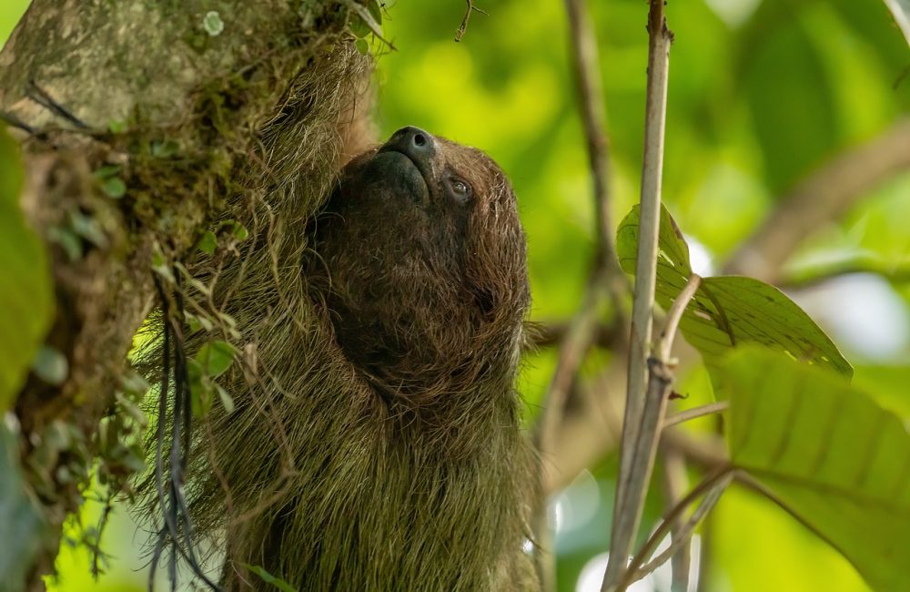 brown-throated-sloth-6859493_1280