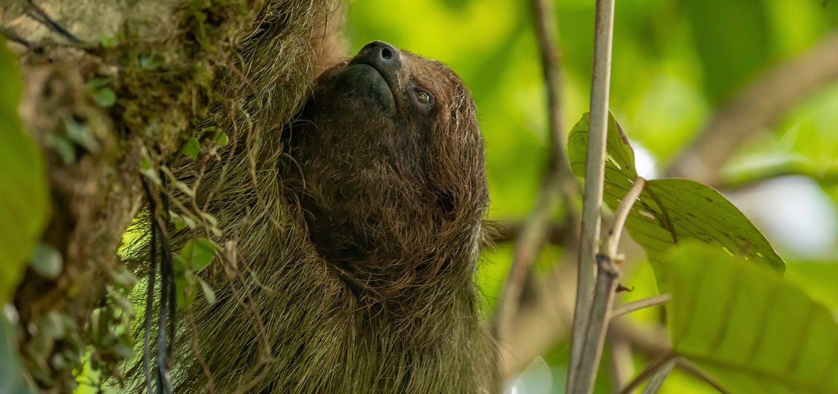 brown-throated-sloth-6859493_1280