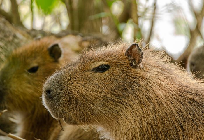 capybaras-7544912_1280