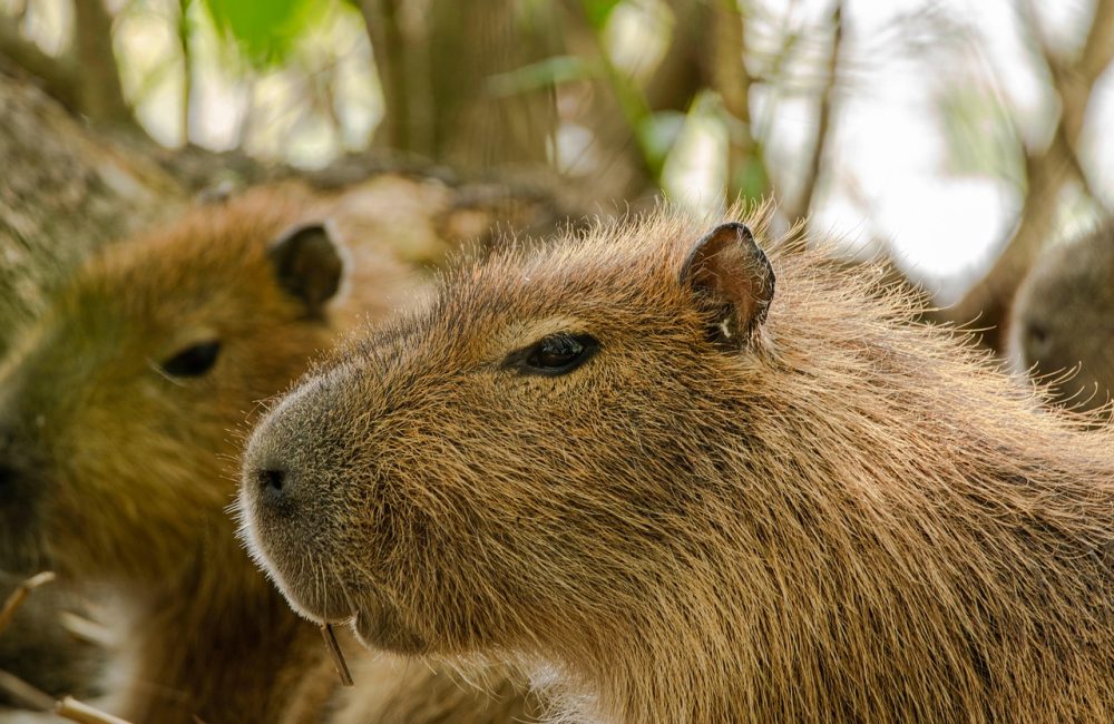 capybaras-7544912_1280