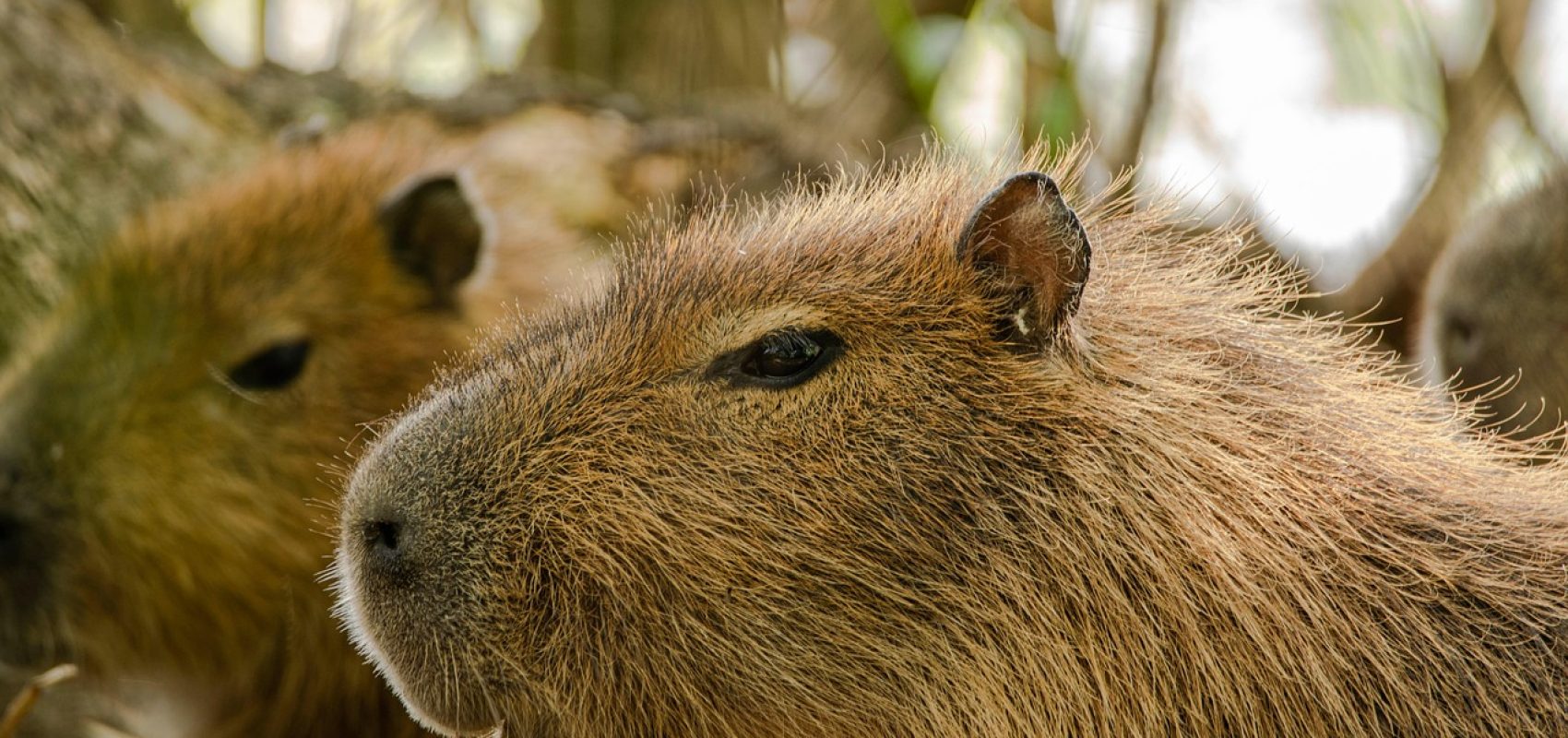 capybaras-7544912_1280