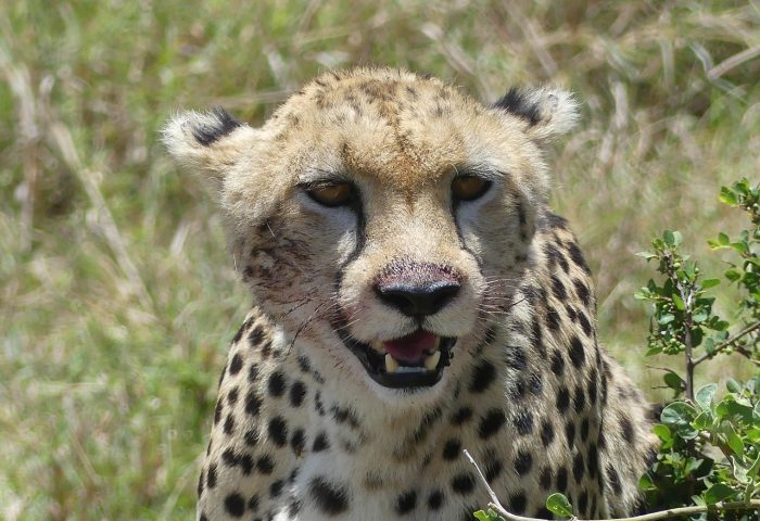 cheetah-4376081_1280