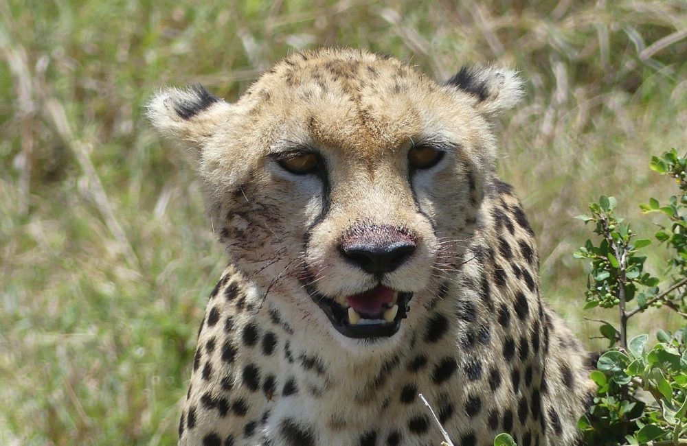 cheetah-4376081_1280
