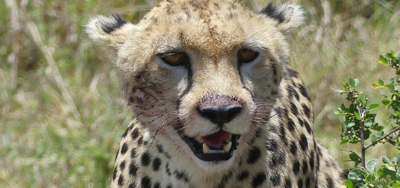 cheetah-4376081_1280