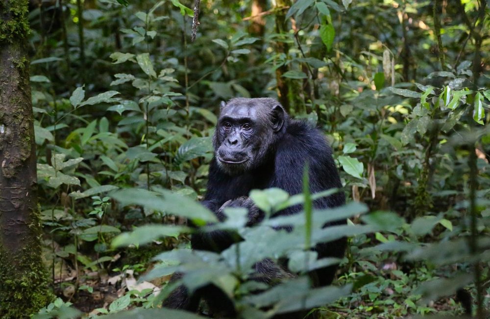 chimpanzee-898756_1280