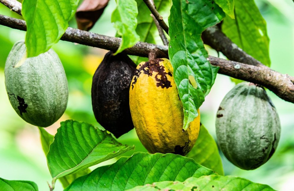 cocoa-6761956_1280