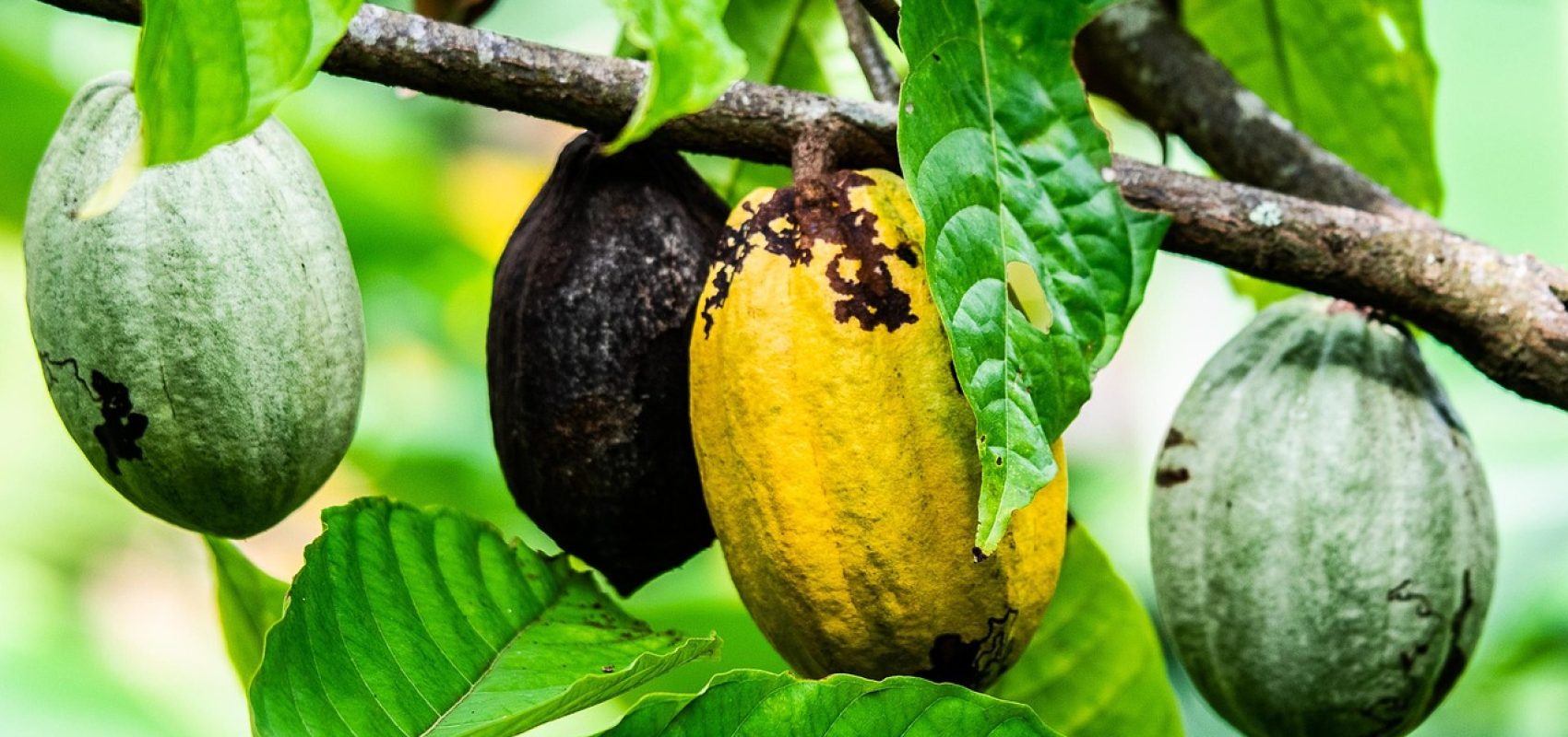 cocoa-6761956_1280