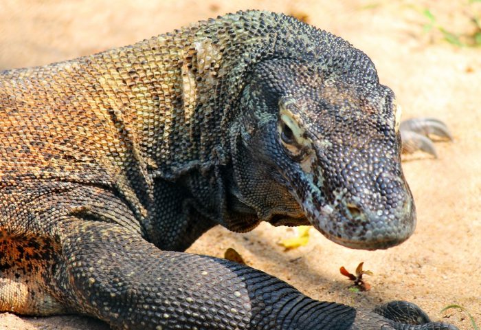 comodo-dragon-250668_1280