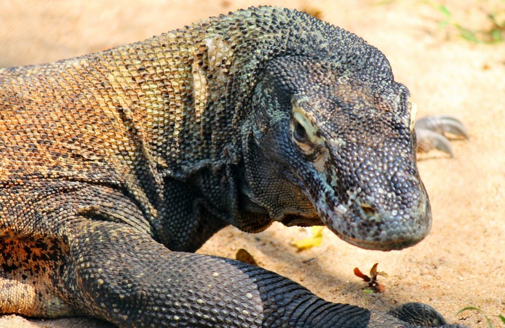 comodo-dragon-250668_1280