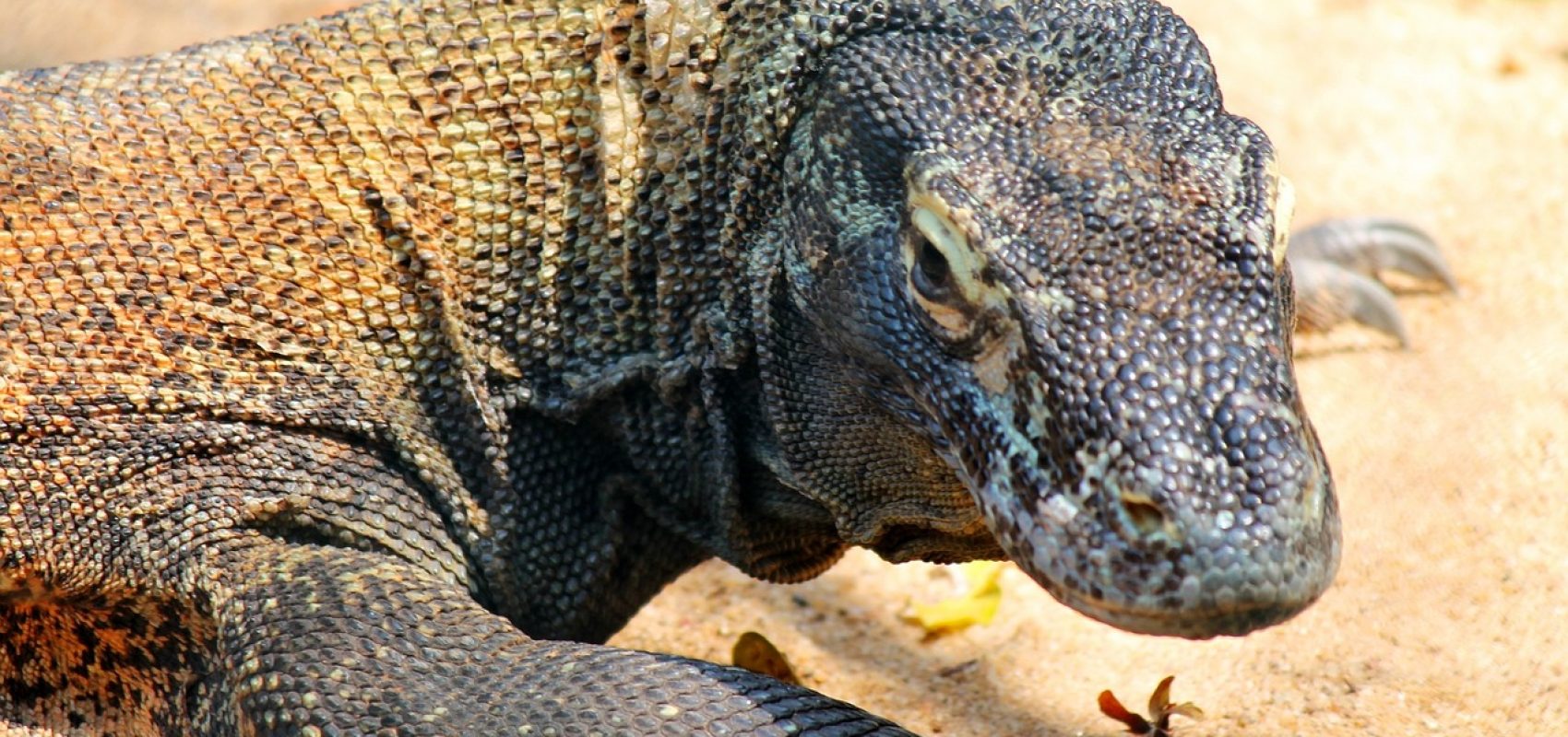 comodo-dragon-250668_1280