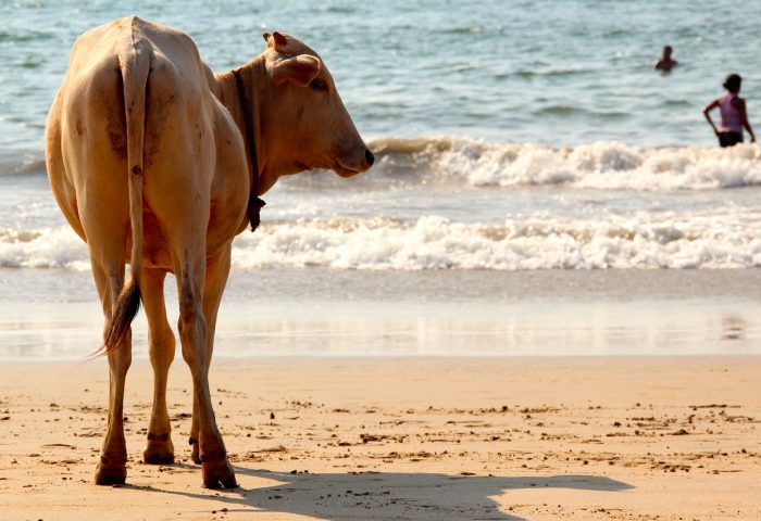 cow-1028432_1280