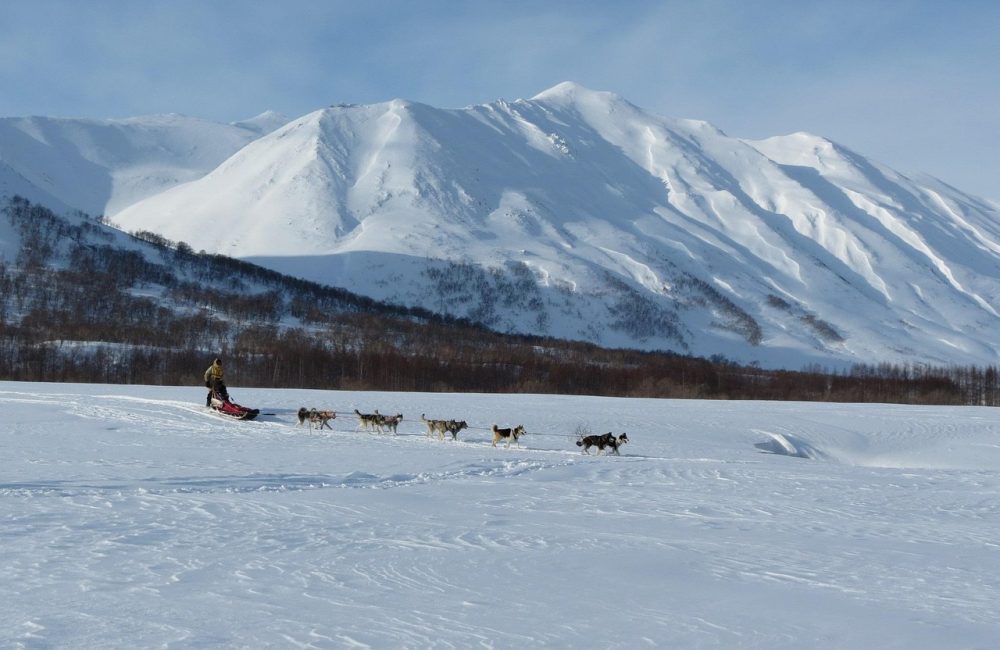 dog-2600341_1280
