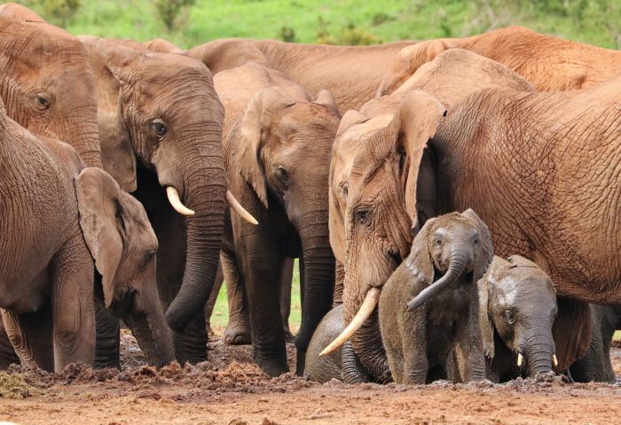 elephant-4736008_1280