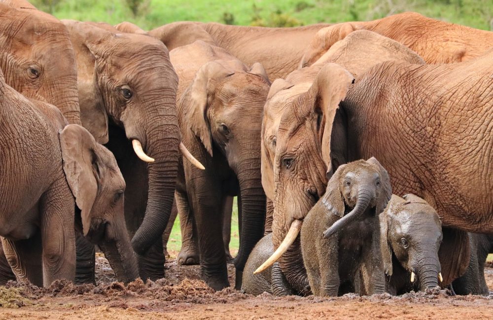 elephant-4736008_1280