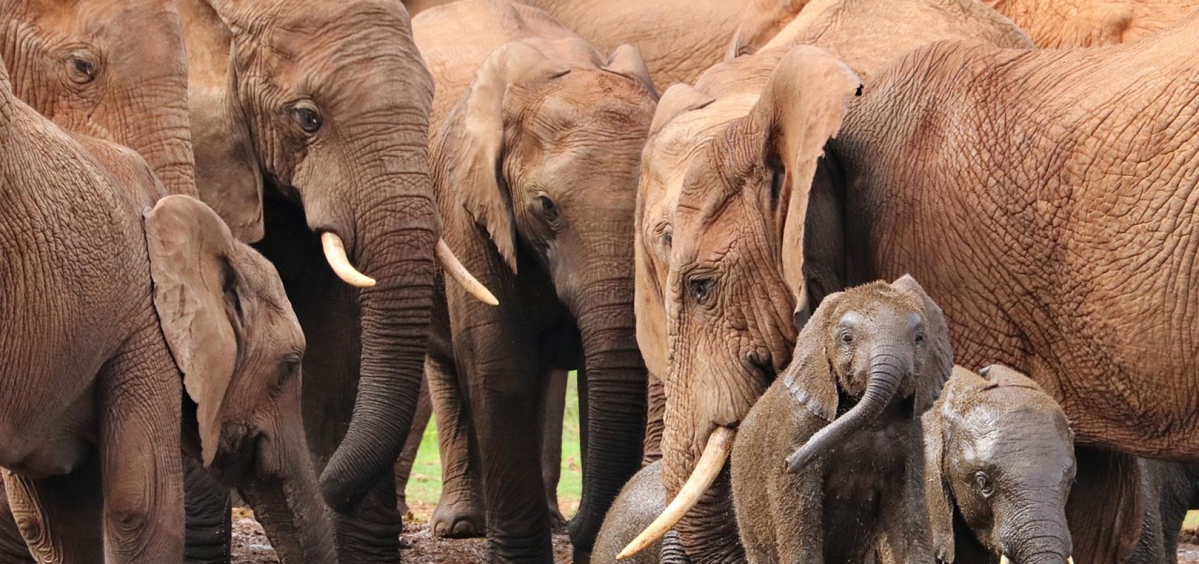 elephant-4736008_1280