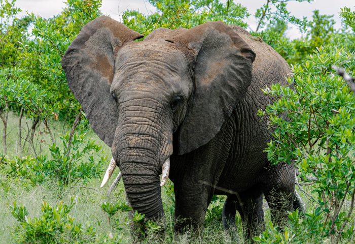 elephant-6976006_1280