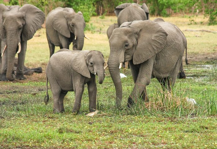 elephants-2923917_1280