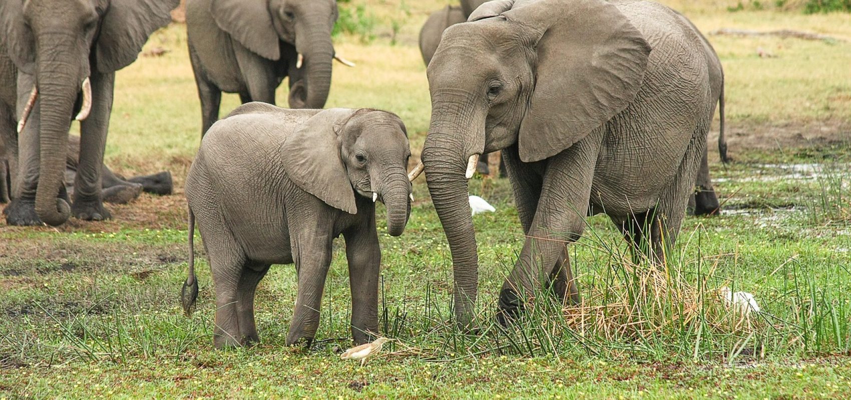 elephants-2923917_1280