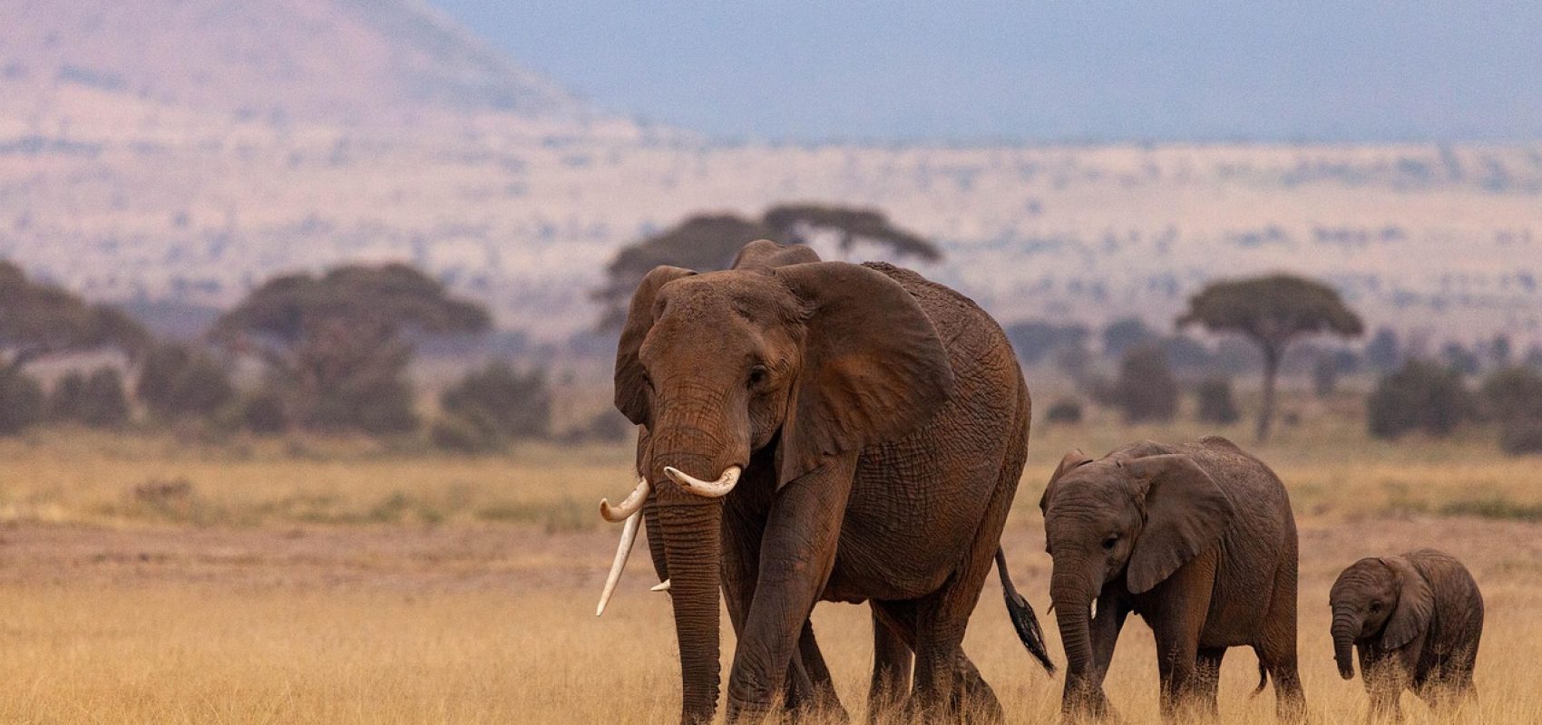 elephants-8171393_1280