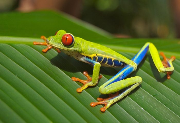 frog-69813_1280