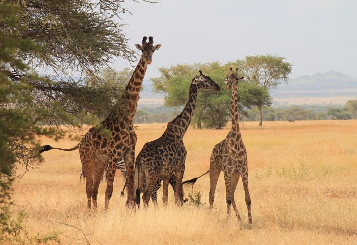 giraffes-3456351_1280
