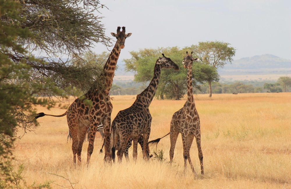 giraffes-3456351_1280