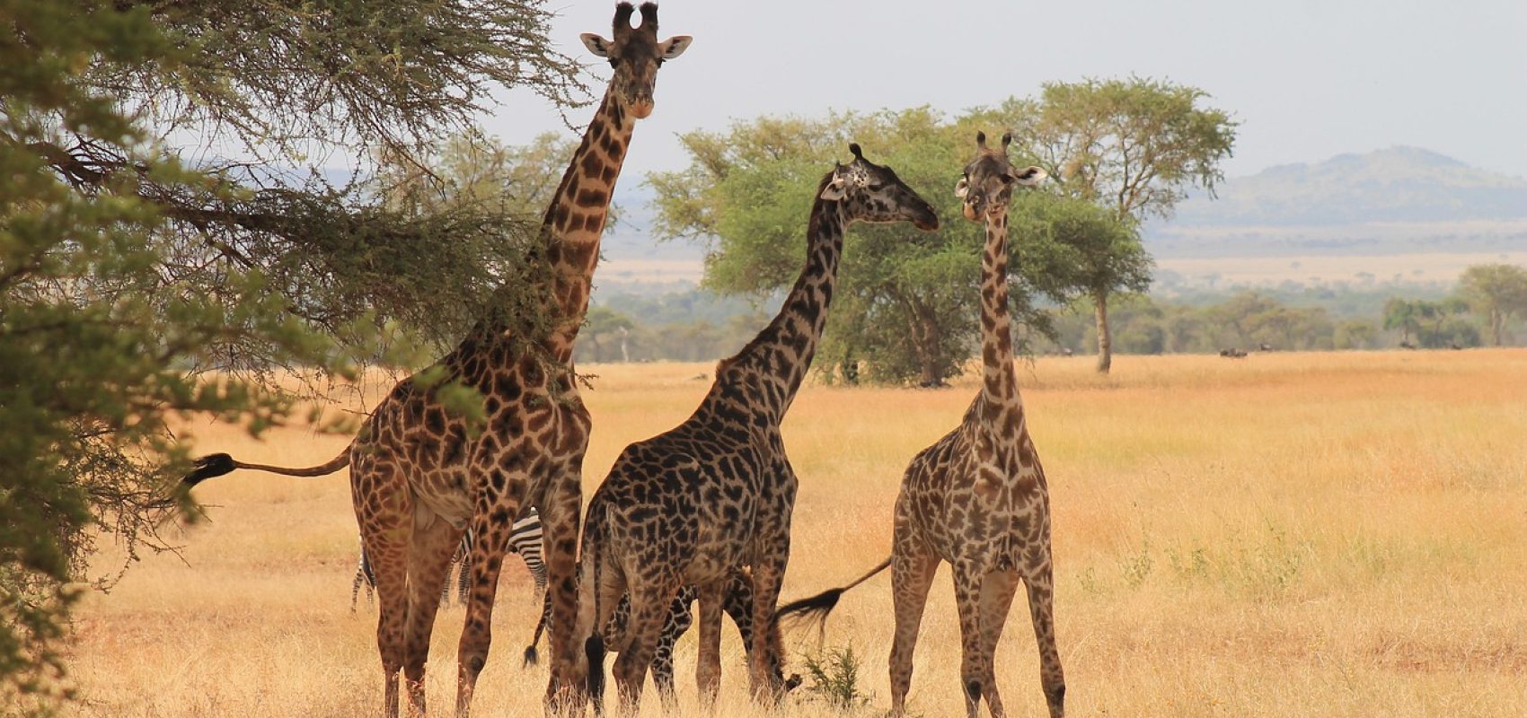 giraffes-3456351_1280