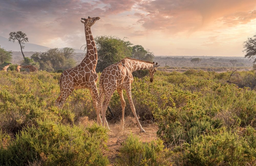 giraffes-7238815_1280