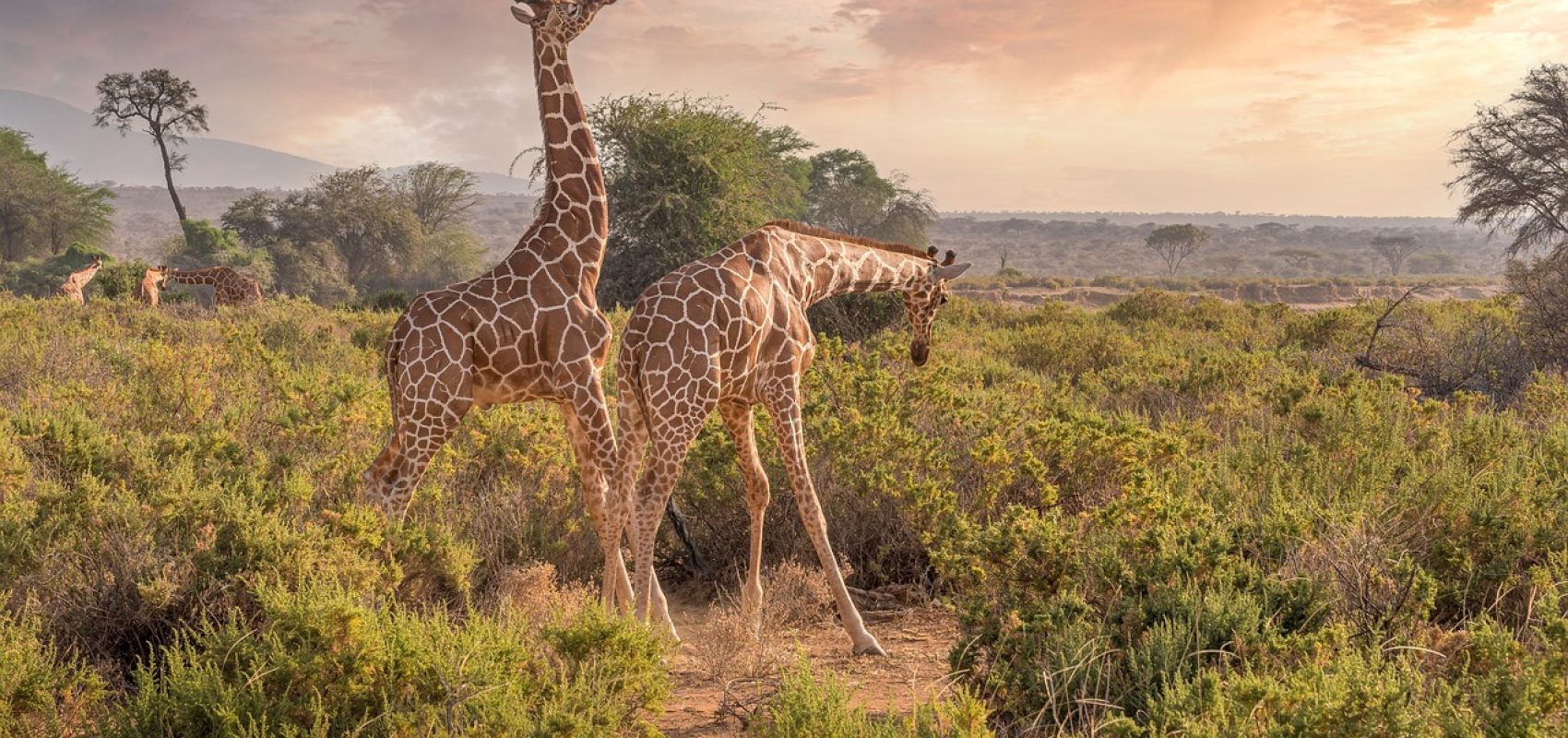 giraffes-7238815_1280