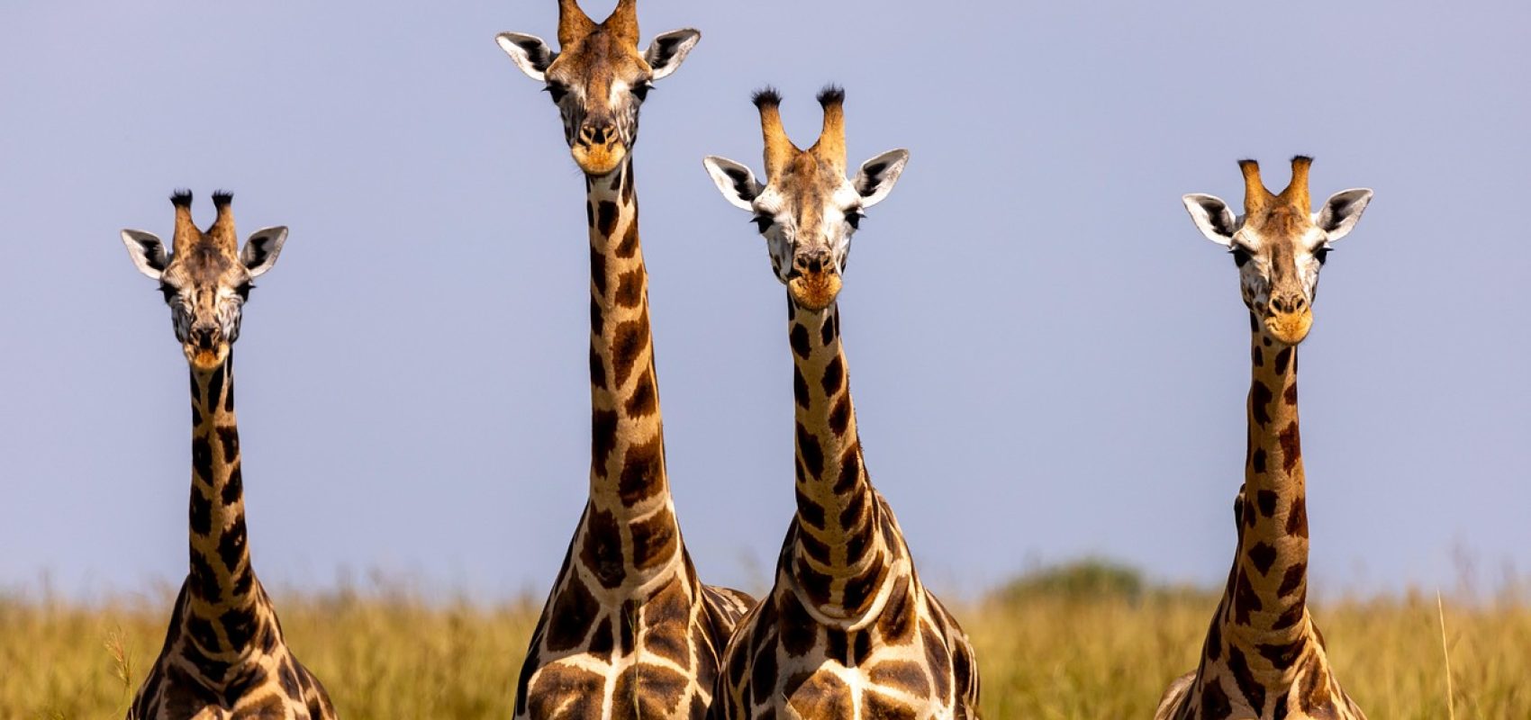 giraffes-7708392_1280