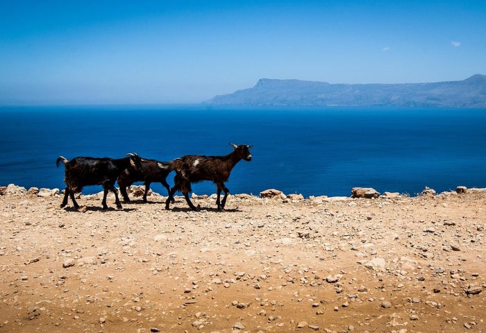 goats-497907_1280