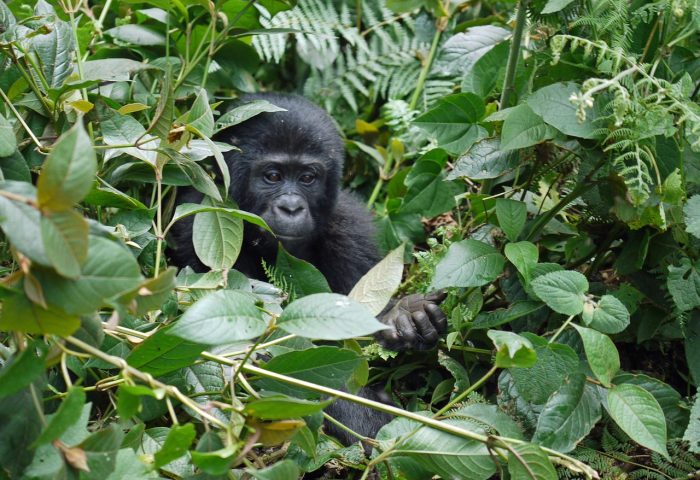 gorilla-1386501_1280