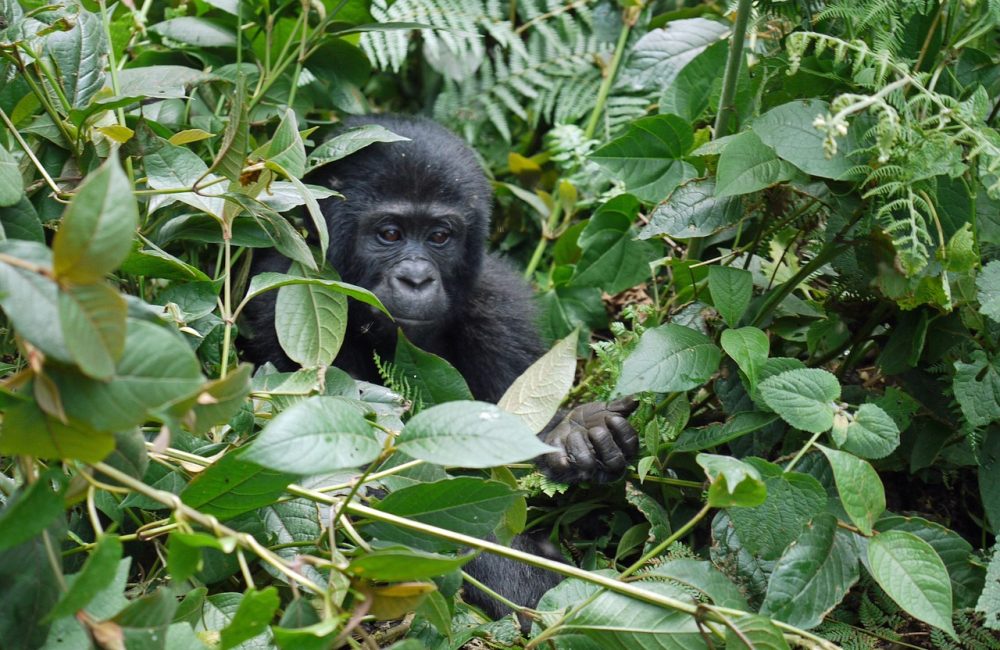 gorilla-1386501_1280